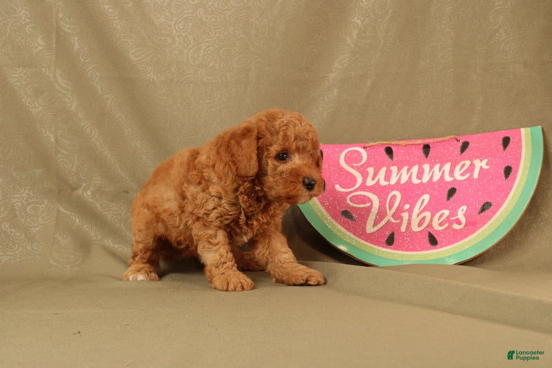 Miniature Poodle dogs Declan - Ad 2