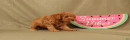 Miniature Poodle dogs for sale: Declan - Ad 2