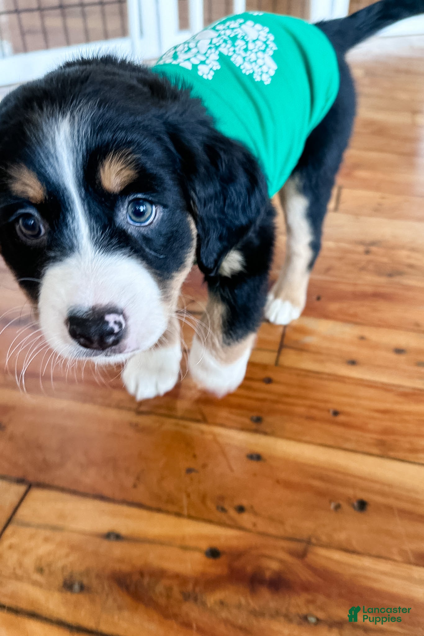 Mixed Breed dogs Tater Tot - Ad 2