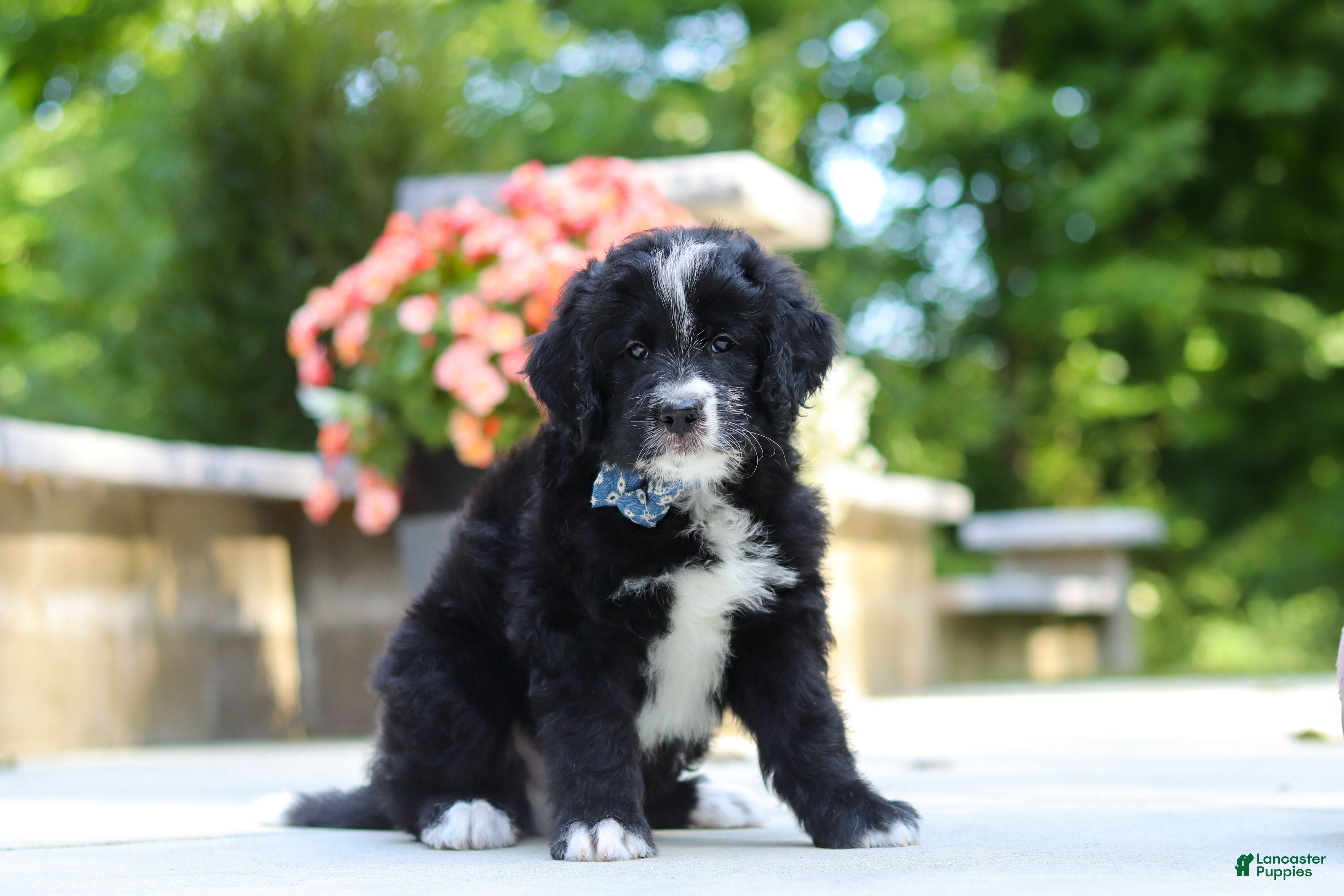 Bernedoodle dogs Blake - Ad 1