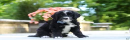 Bernedoodle dogs for sale: Blake - Ad 1