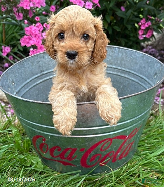 Cockapoo dogs Brielle - Ad 2