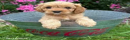 Cockapoo dogs for sale: Brielle - Ad 2