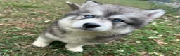 Siberian Husky dogs for sale: Cherry - Ad 3