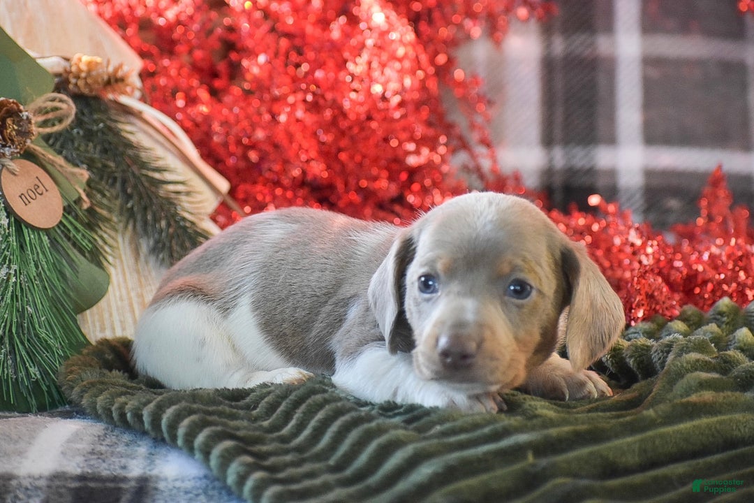 Dachshund dogs for sale: Peppermint - Ad 2