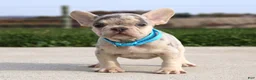 French Bulldog dogs for sale: Rocco - Ad 7