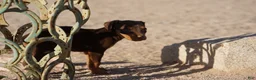 Doberman Pinscher dogs for sale: Sara F 1 - Ad 7