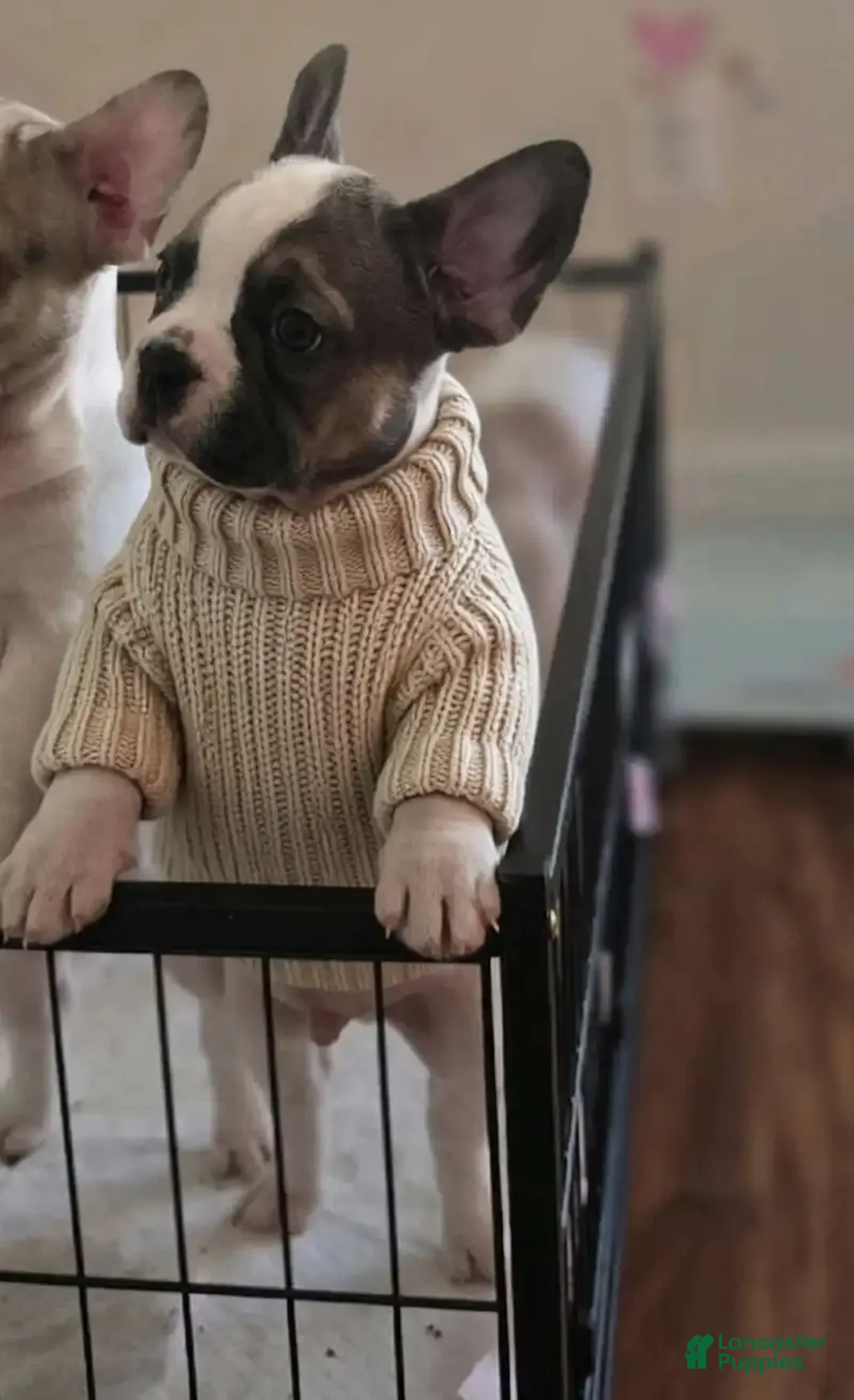 French Bulldog dogs for sale: French Bulldog Puppy 1 - Ad 2