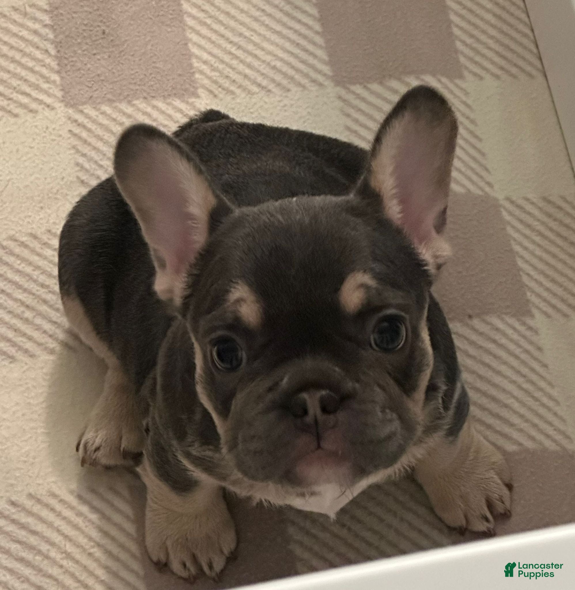 French Bulldog dogs Storm - Ad 1