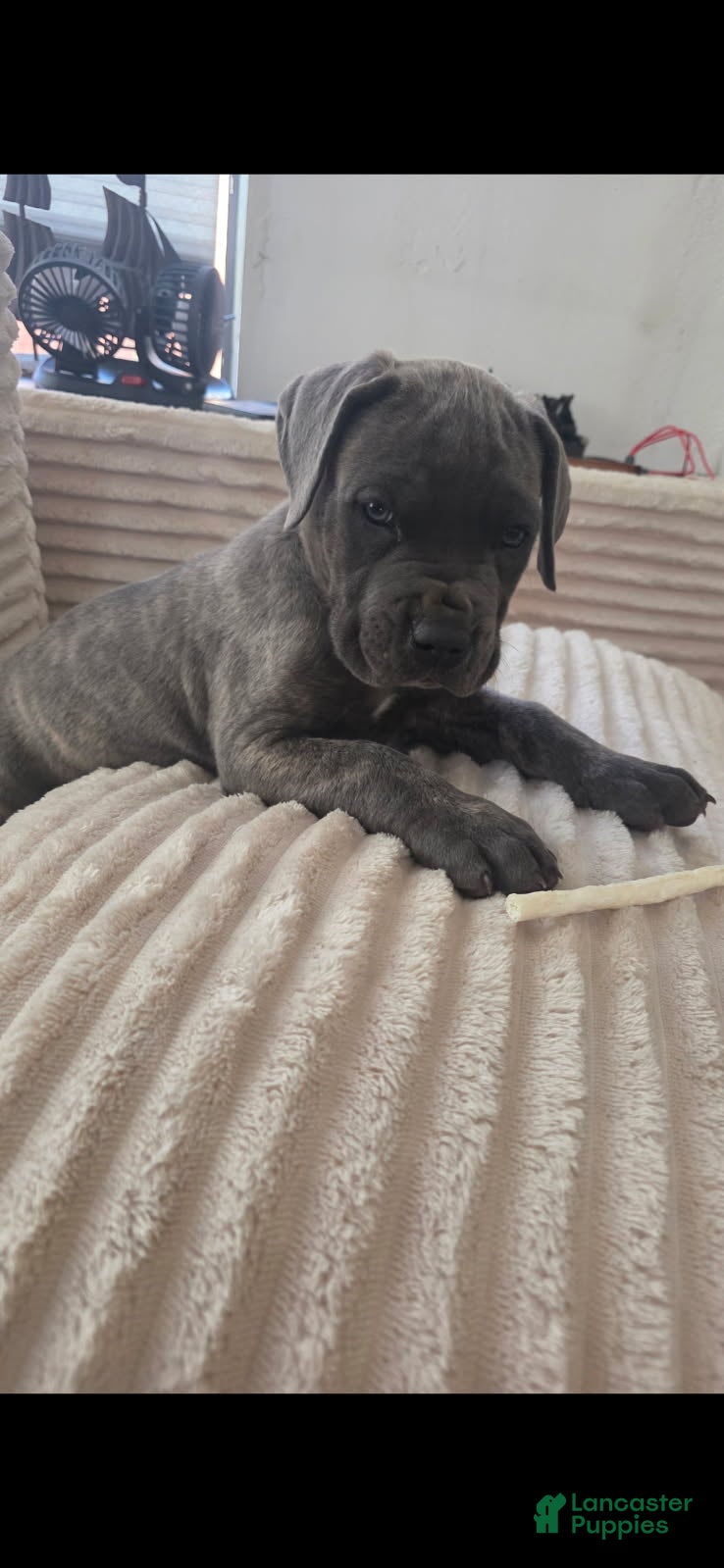 Cane Corso dogs Male cane corso - Ad 1