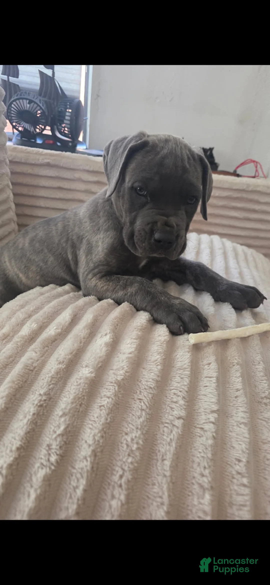 Cane Corso dogs for sale: Male cane corso - Ad 1