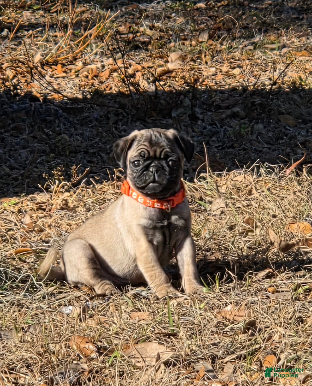 Pug dogs Lola - Ad 9