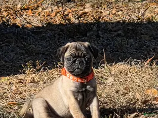 Pug dogs Lola - Ad 9