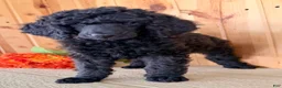 Standard Poodle dogs for sale: Gibbs - Ad 7