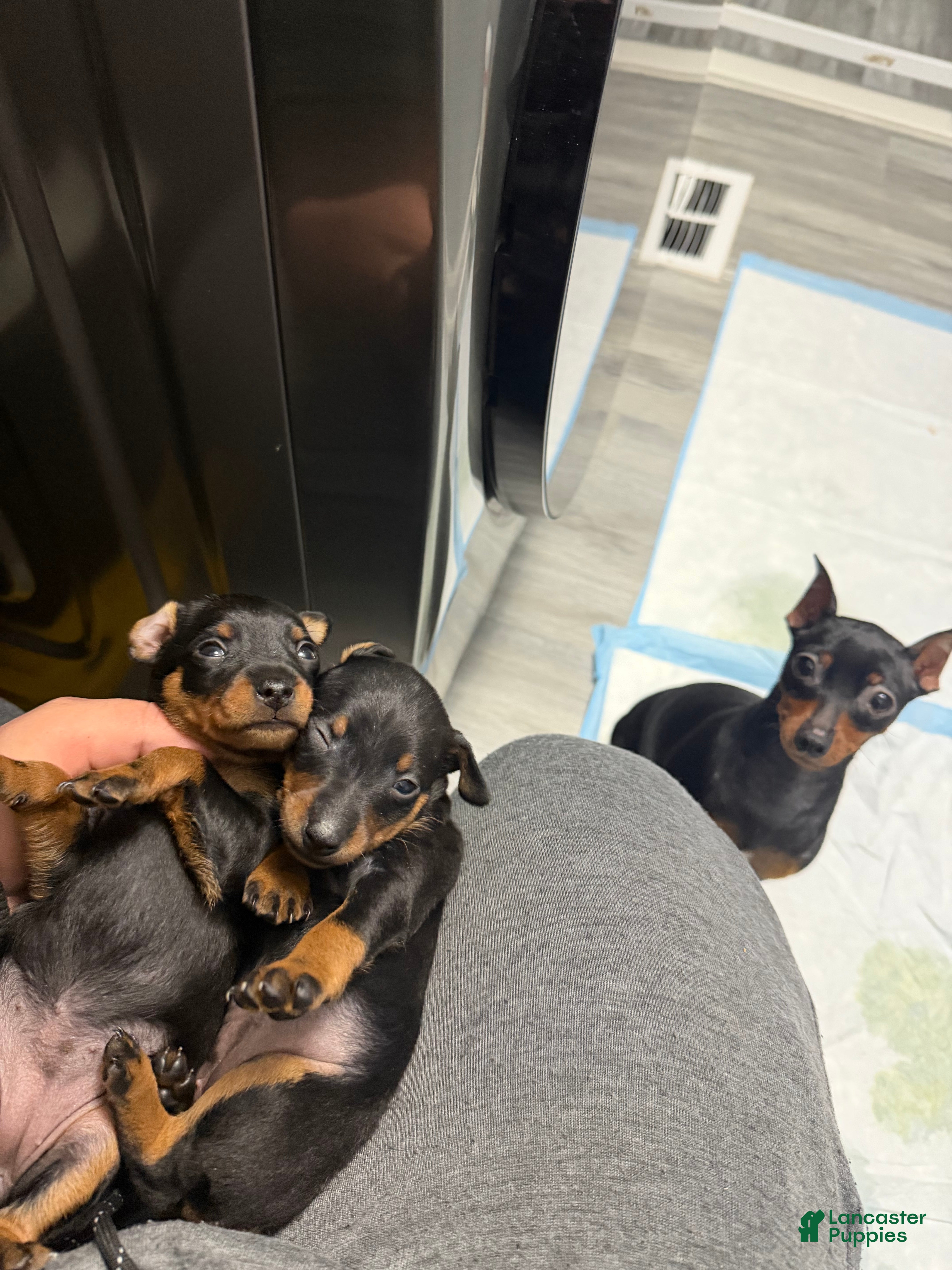 Miniature Pinscher dogs Miniature Pinscher Puppy 1 - Ad 10