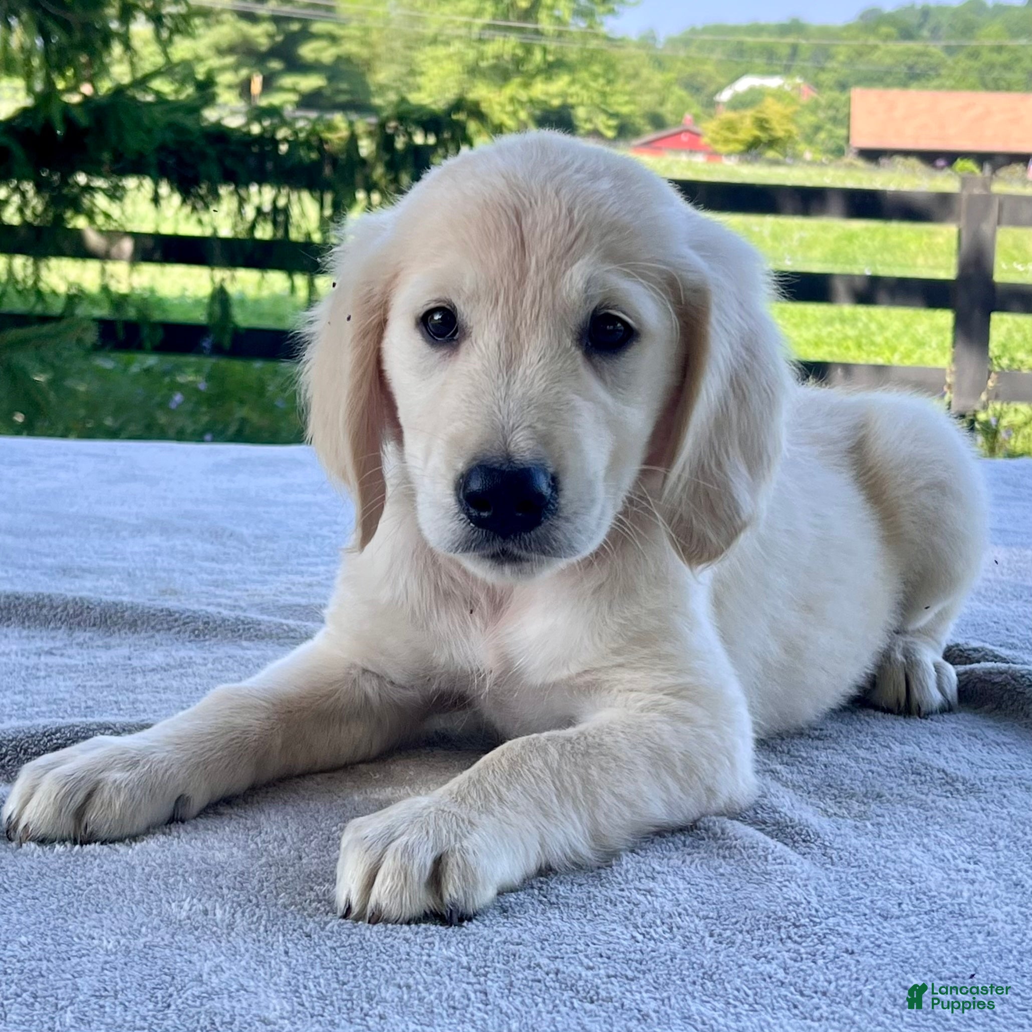 Golden Retriever dogs for sale: Oakley - Ad 2