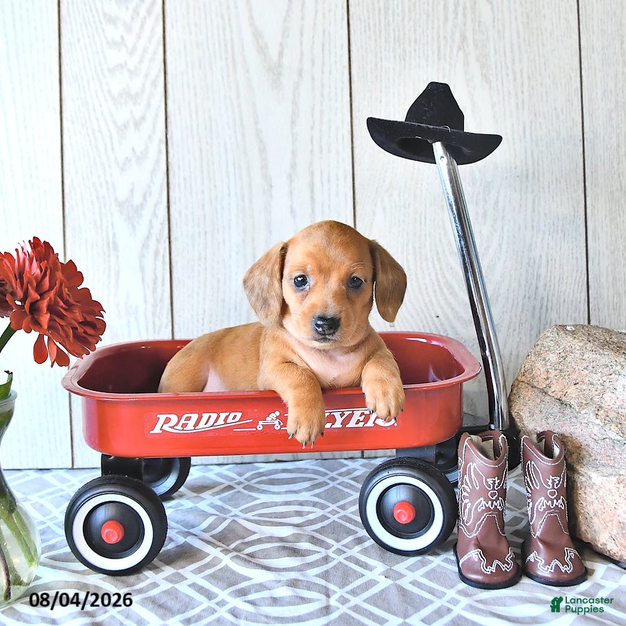 Miniature Dachshund dogs Tasha - Ad 2