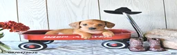 Miniature Dachshund dogs for sale: Tasha - Ad 2