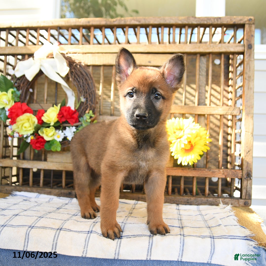 Mixed Breed dogs for sale: Ocean  - Ad 8