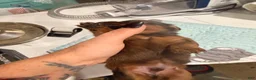 Dachshund dogs for sale: Dachshund 3 - Ad 4