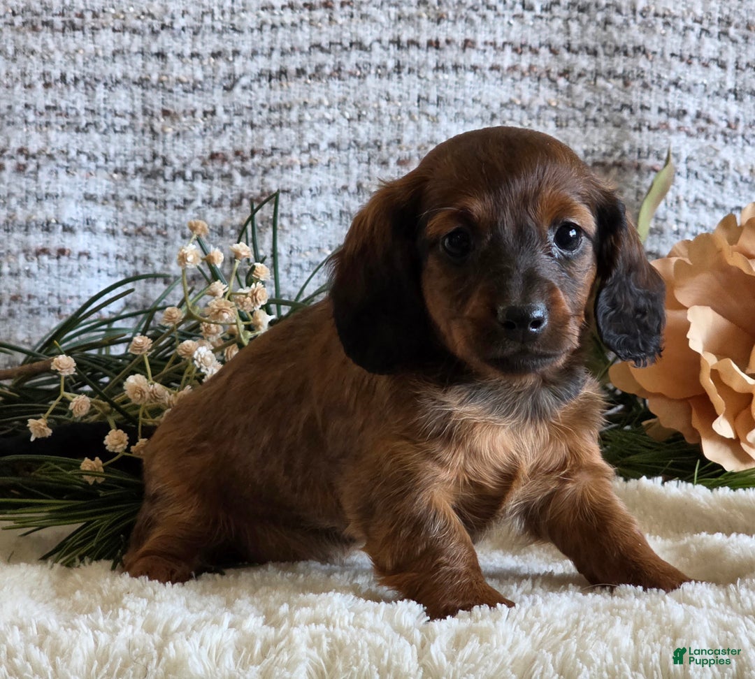 Miniature Dachshund dogs for sale: Serena - Ad 3