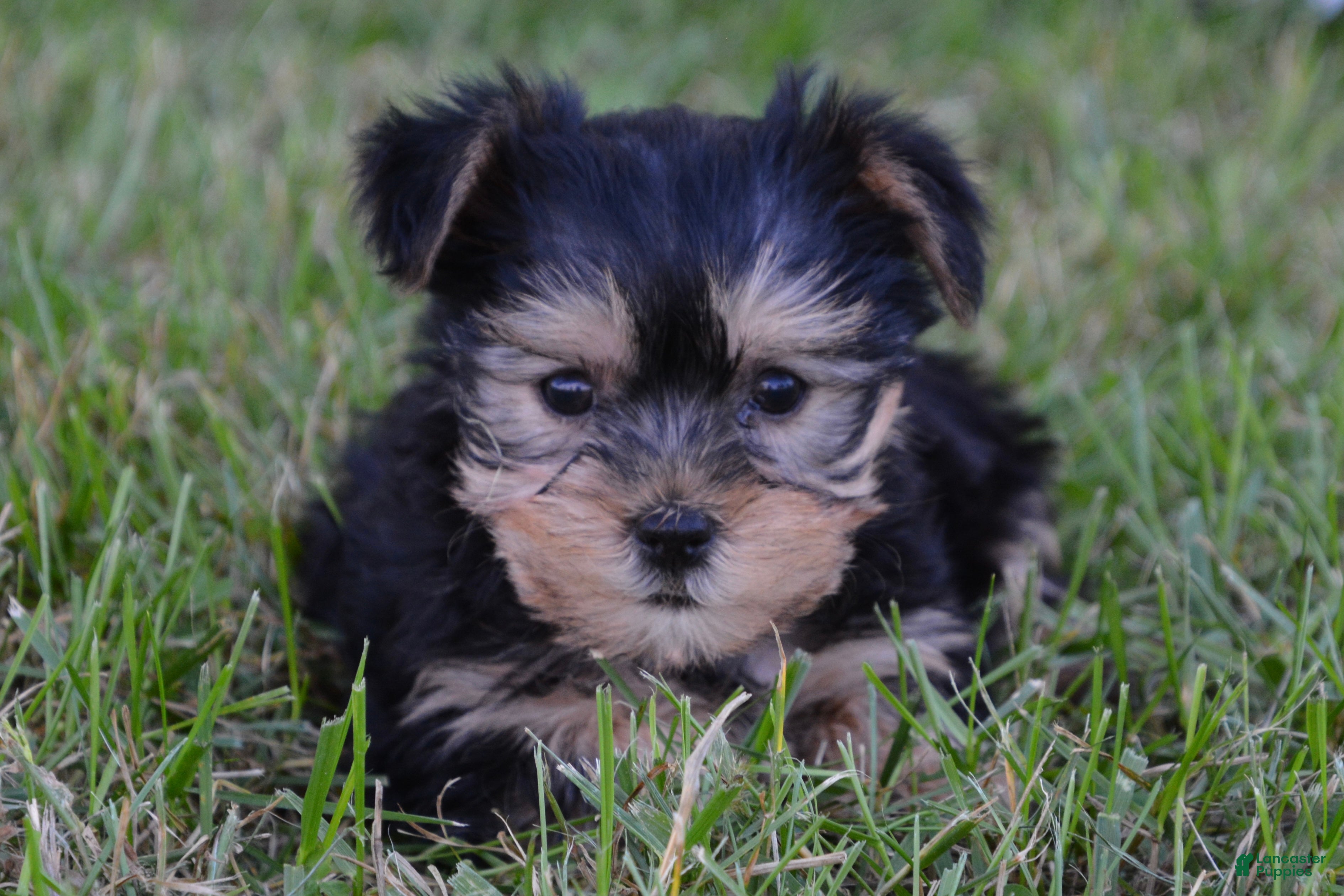 Yorkshire Terrier dogs Jaci - Ad 2