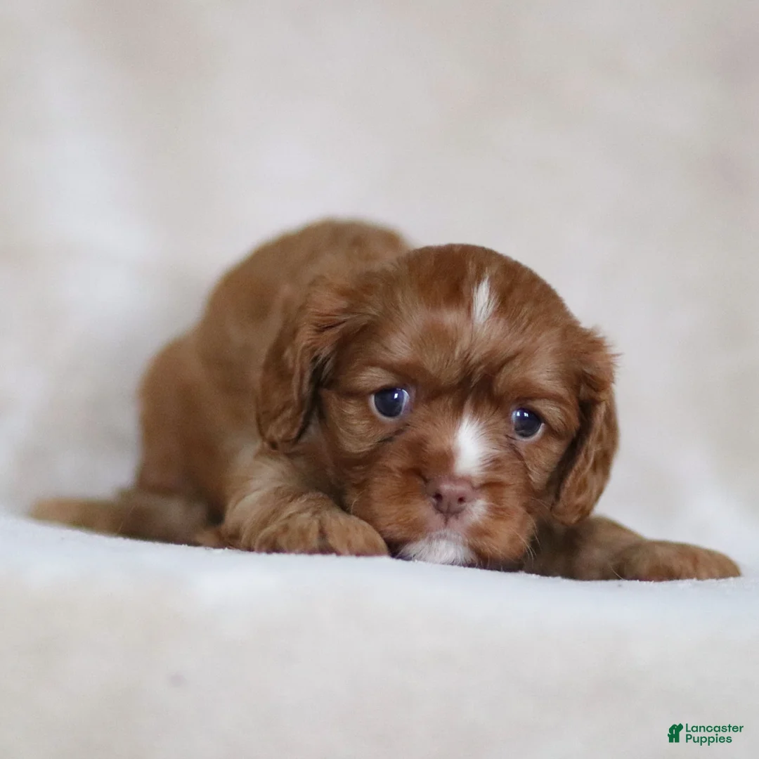 Cavalier King Charles Spaniel dogs for sale: Colsen - Ad 6