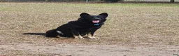 German Shepherd dogs for sale: German Shepherd 2 - Ad 3