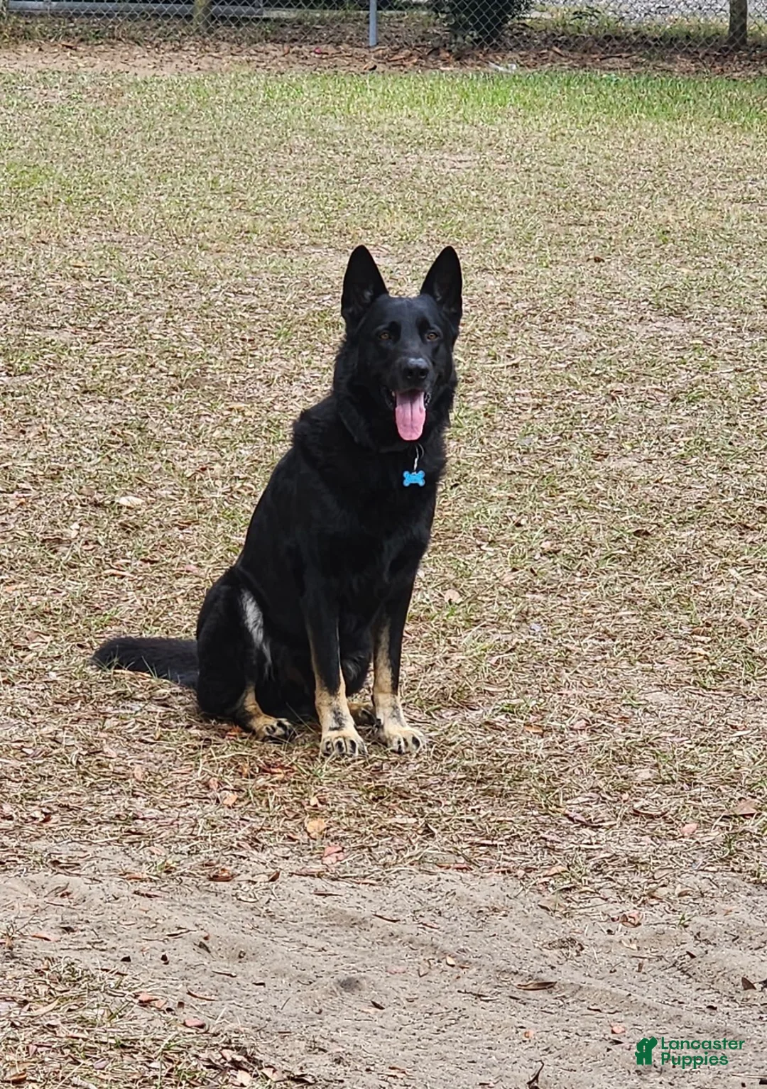 German Shepherd dogs for sale: German Shepherd 2 - Ad 3