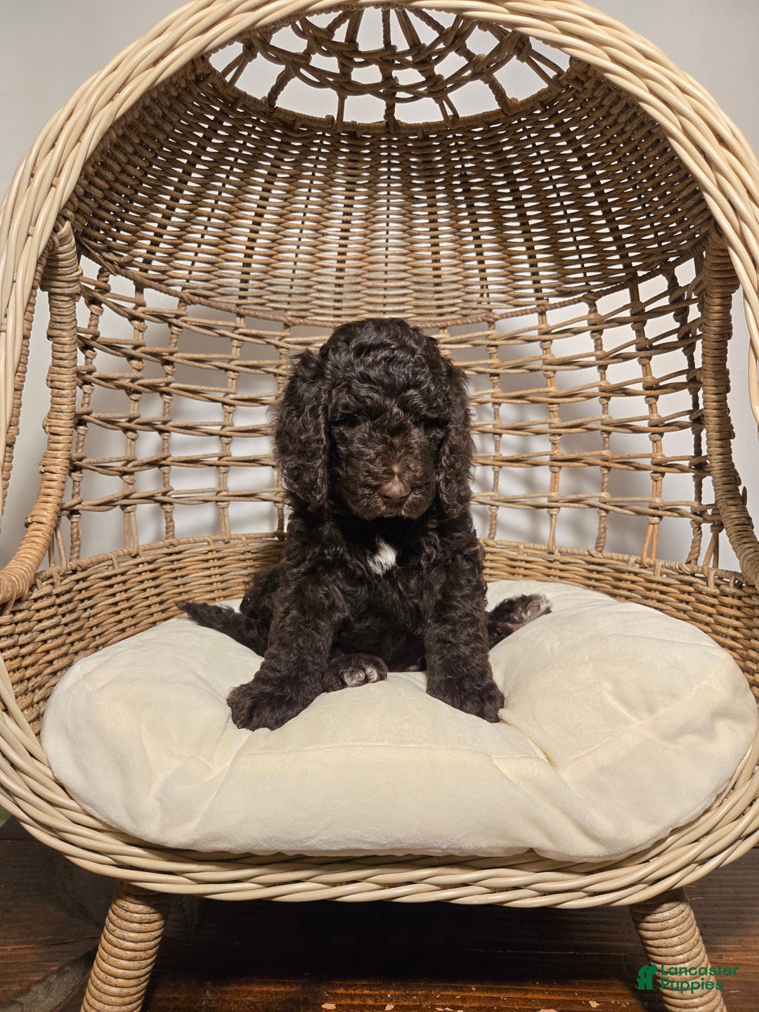 Goldendoodle dogs for sale: Blue - Ad 2