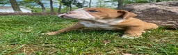 Mixed Breed dogs for sale: Princess - Ad 5