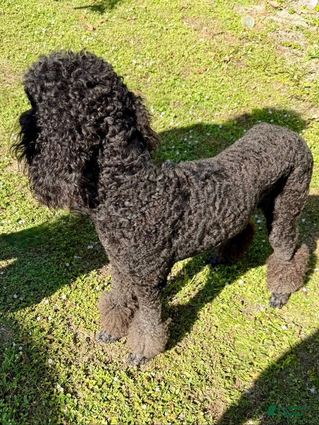 Standard Poodle dogs for sale: Princess - Ad 6