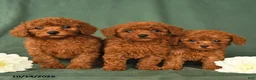 Toy Poodle dogs for sale: Hailey - Ad 5