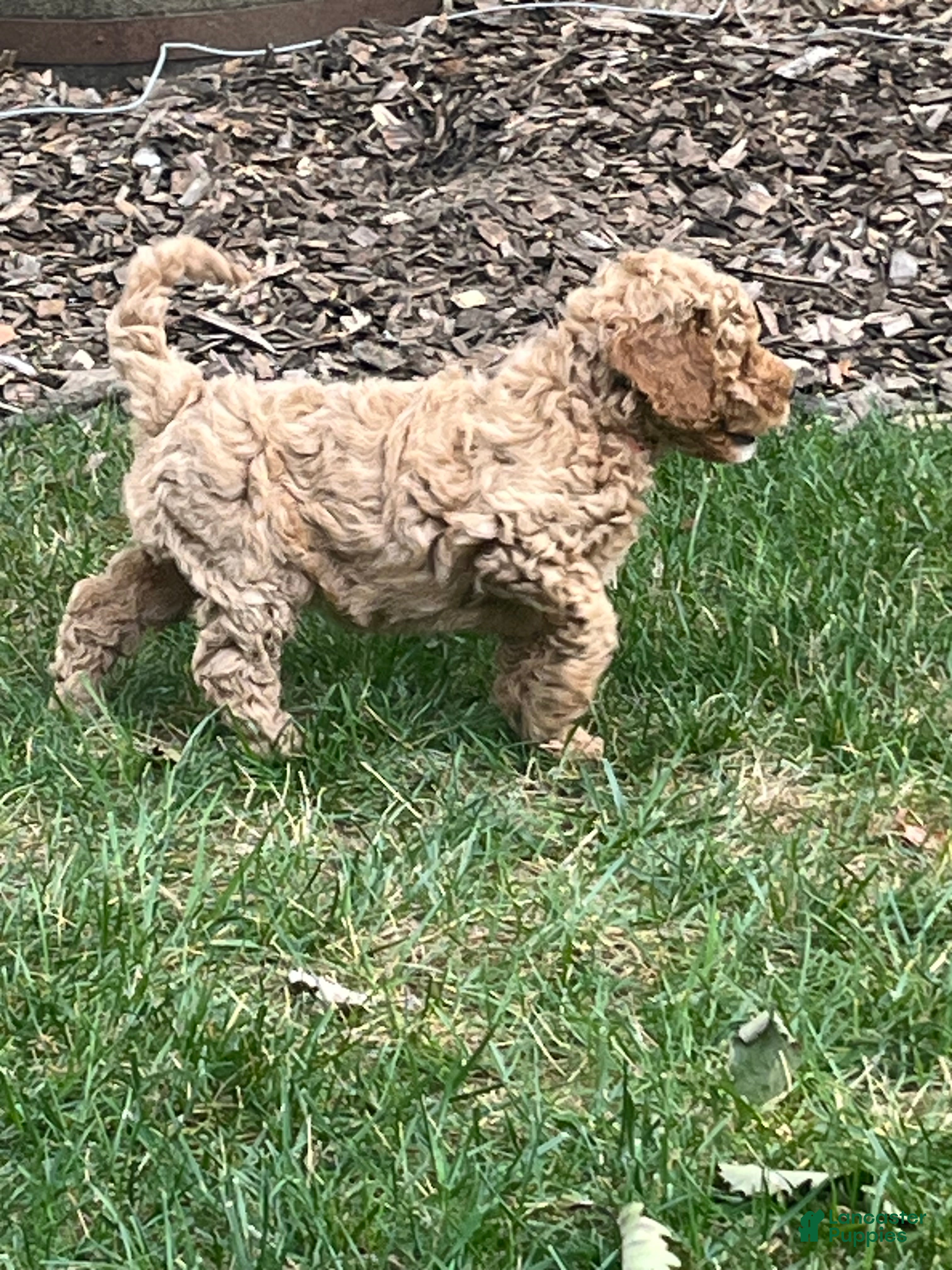Mini Goldendoodle dogs Nova - Ad 2