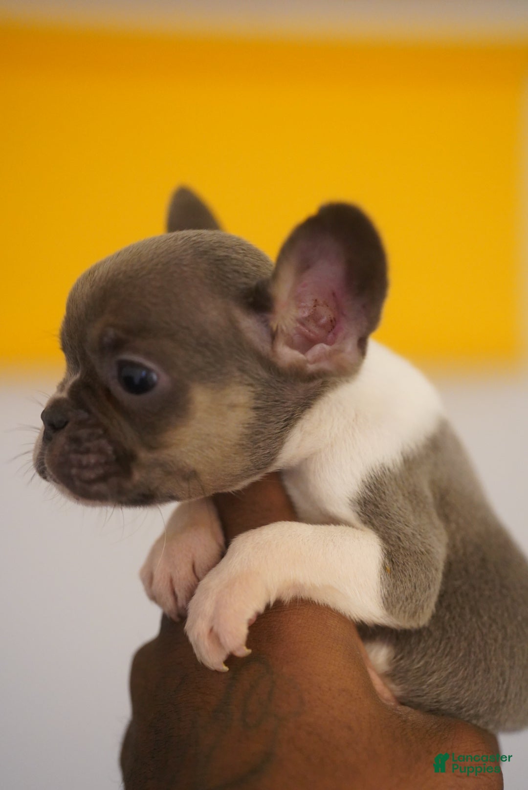 French Bulldog dogs for sale: French Bulldog Puppy  - Ad 2