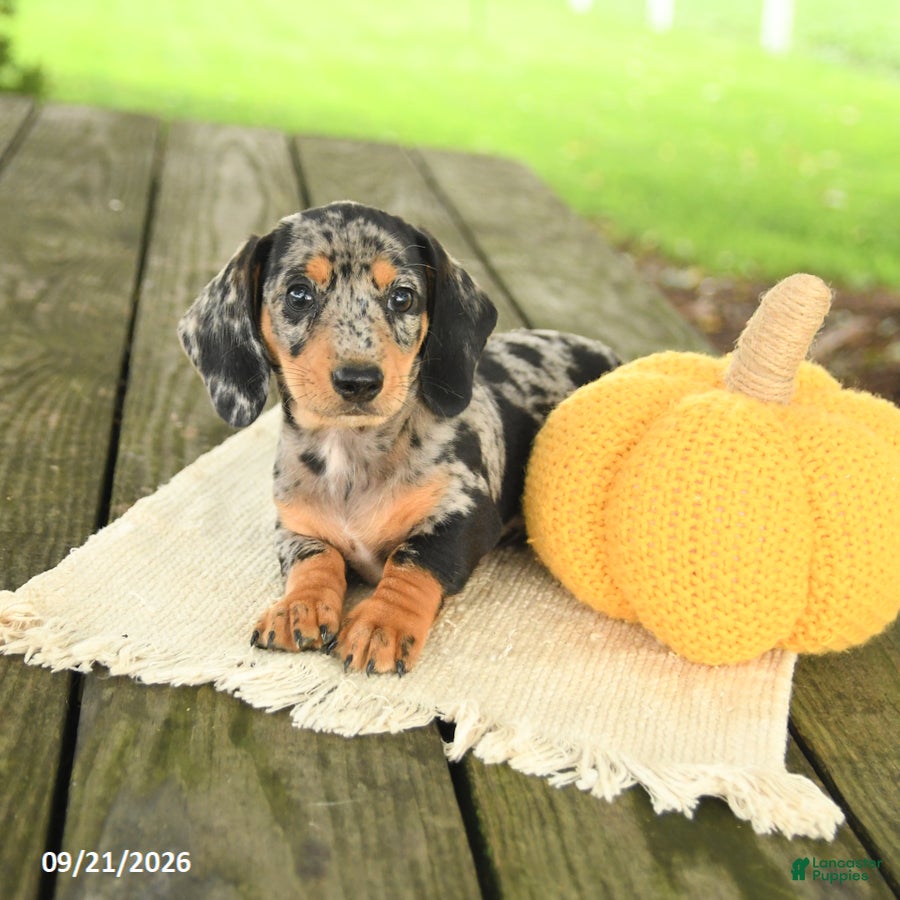 Miniature Dachshund dogs Asher - Ad 2