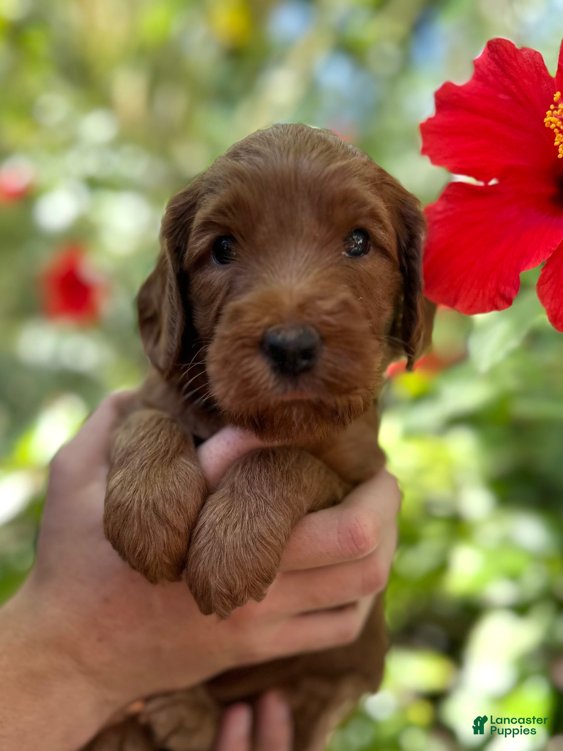 Australian Labradoodle dogs for sale: Rover - Ad 3