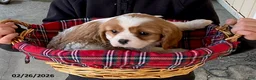 Cavalier King Charles Spaniel dogs for sale: Moonlight - Ad 4
