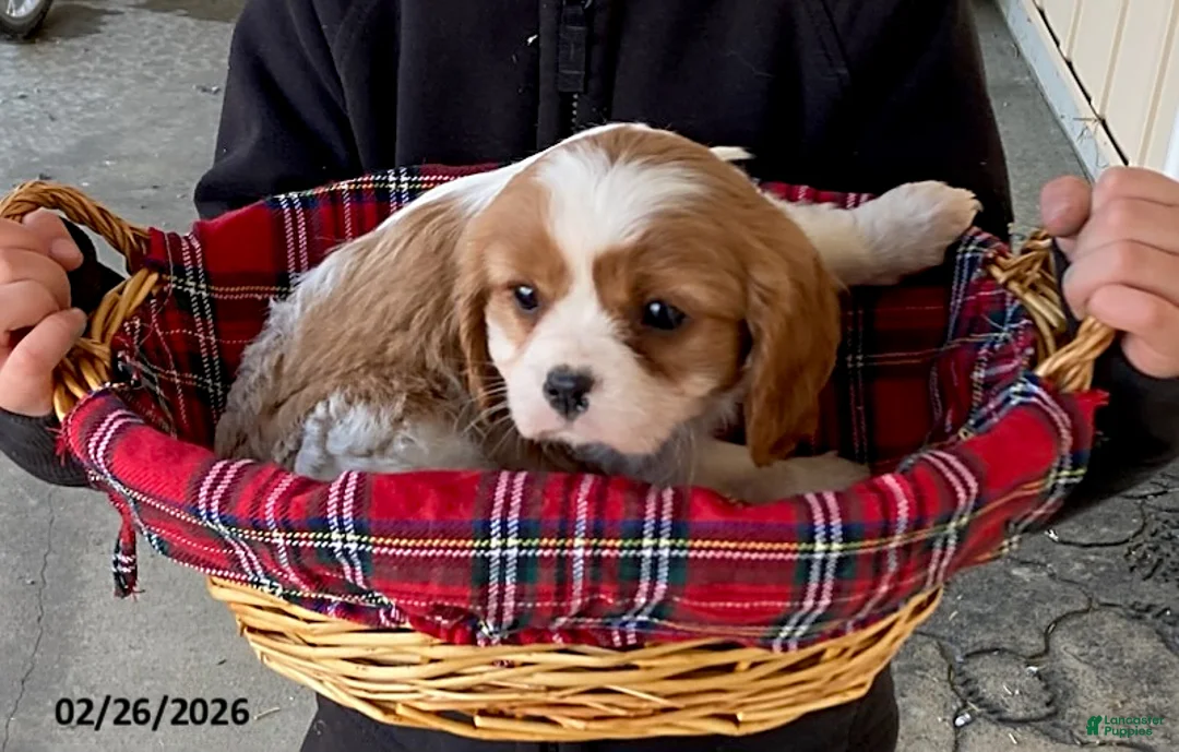 Cavalier King Charles Spaniel dogs for sale: Moonlight - Ad 4