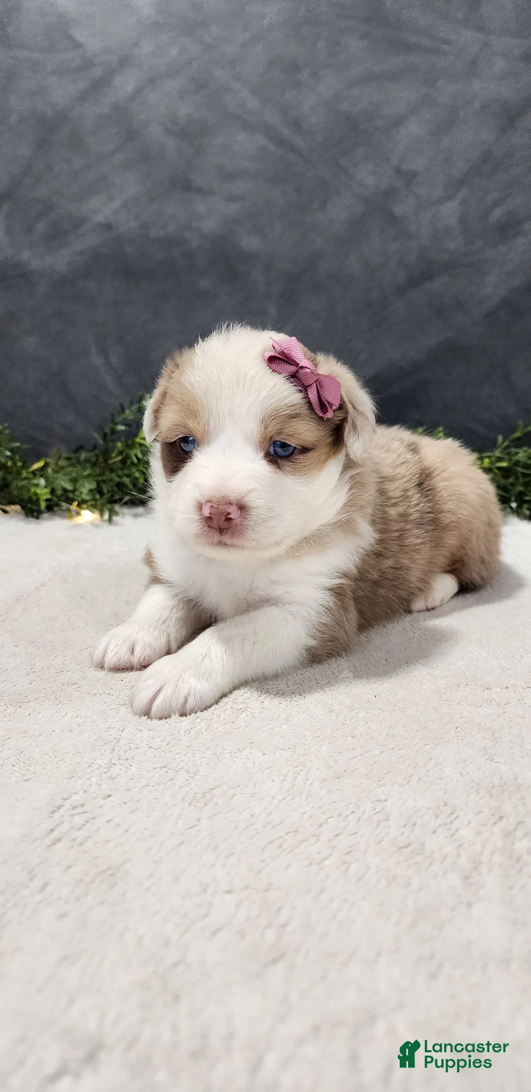Miniature Australian Shepherd dogs for sale: Faith - Ad 5
