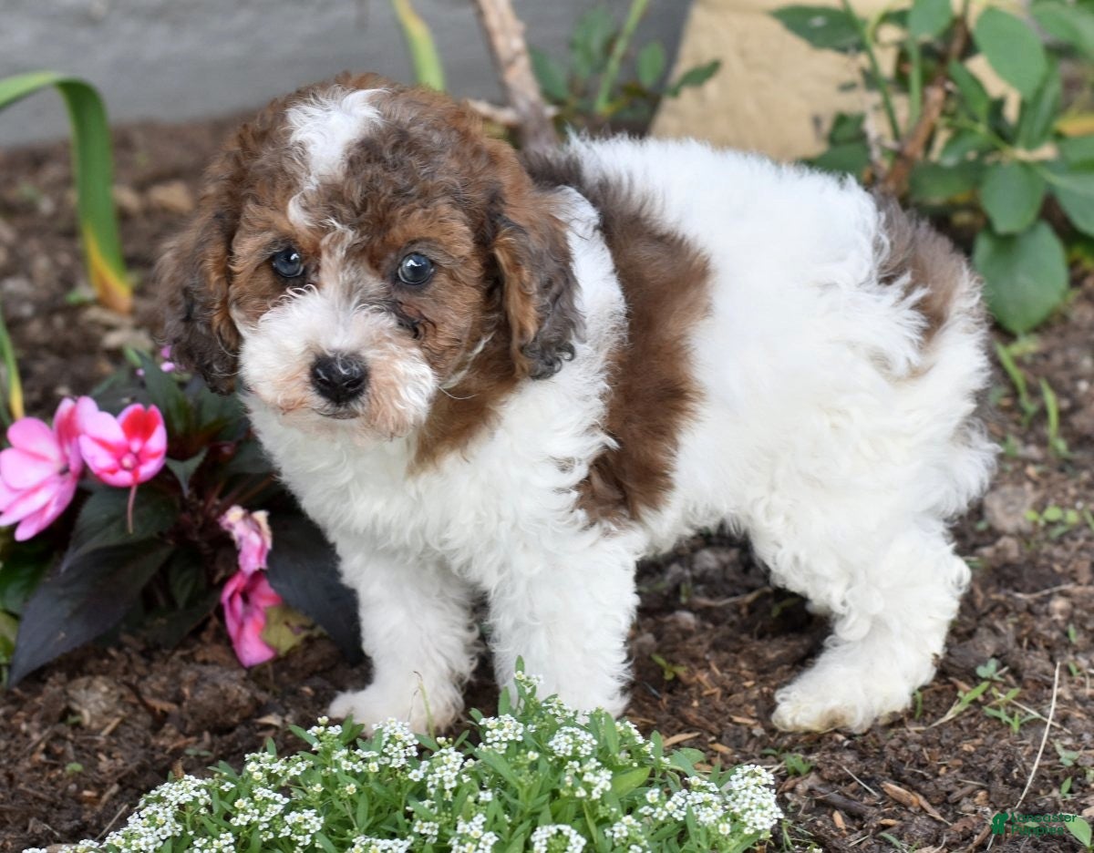 Miniature Poodle dogs for sale: Archie - Ad 7