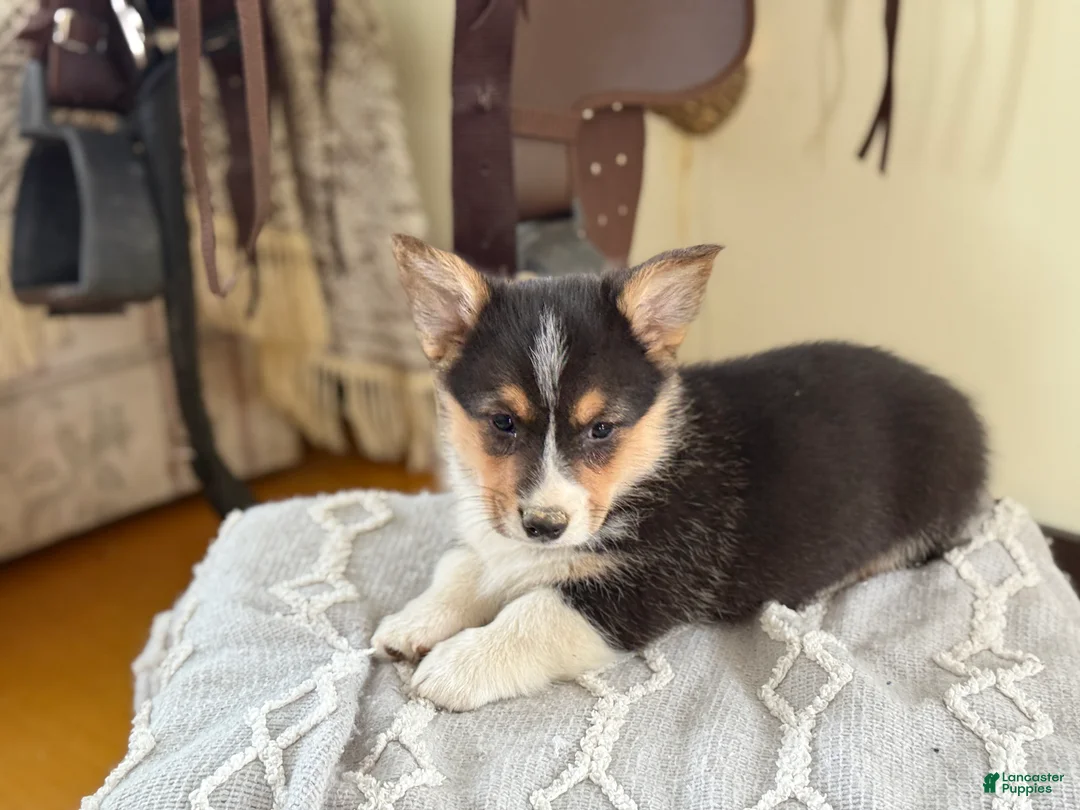 Welsh Corgi Pembroke dogs for sale: Finley - Ad 7