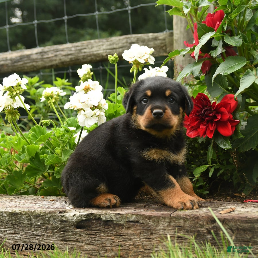 Rottweiler dogs Wickham - Ad 1