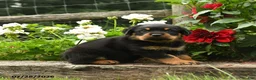 Rottweiler dogs for sale: Wickham - Ad 1