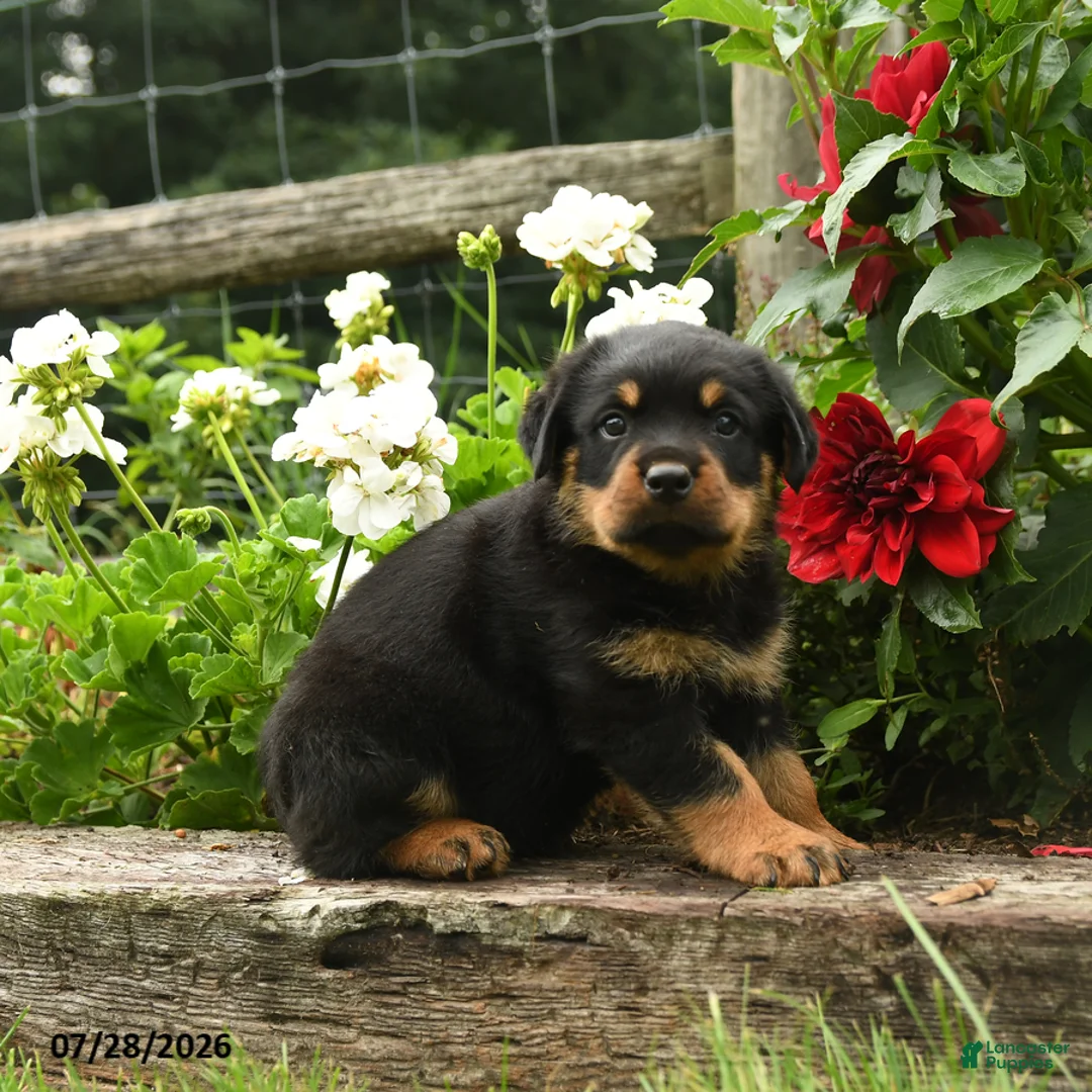 Rottweiler dogs for sale: Wickham - Ad 1