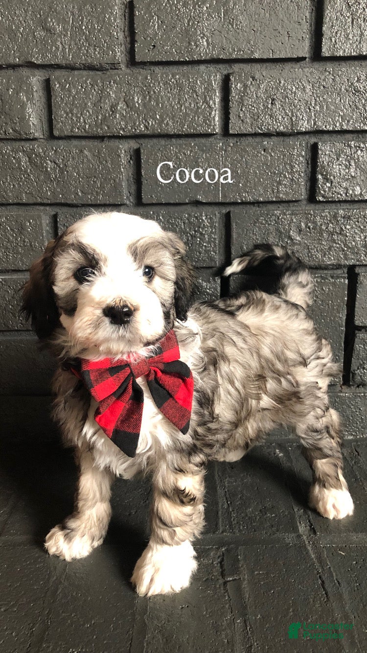 Aussiedoodle dogs Cocoa - Ad 28