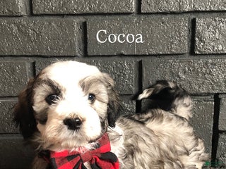 Aussiedoodle dogs Cocoa - Ad 22