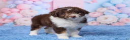 Aussiedoodle dogs for sale: Casper - Ad 4