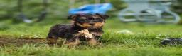 Yochon dogs for sale: Landon - Ad 5