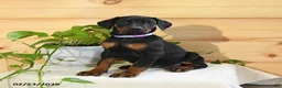Doberman Pinscher dogs for sale: Aspen - Ad 1